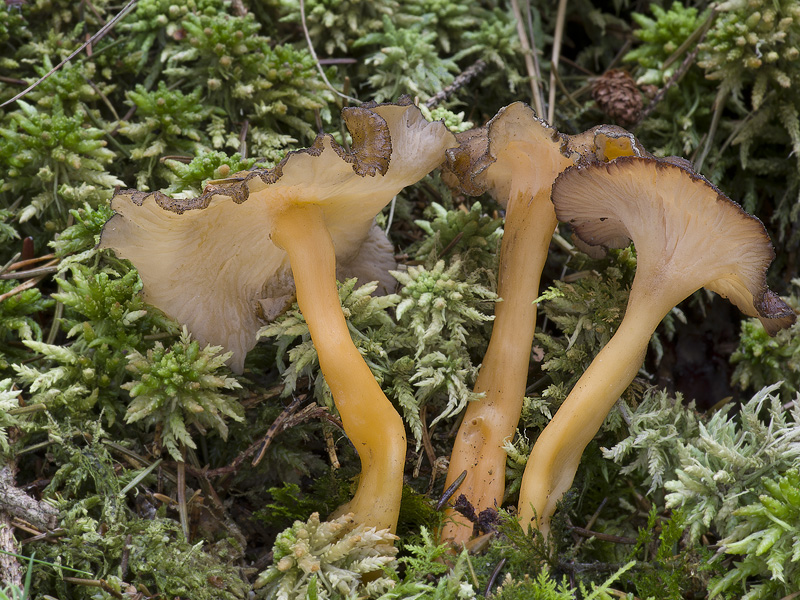 Cantharellus aurora